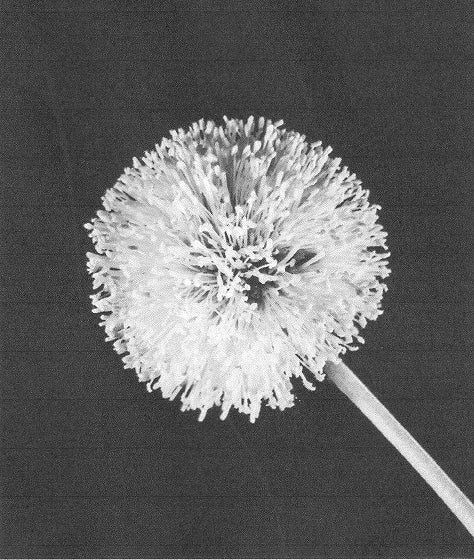 KALEOS · The Beautiful Shape